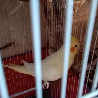 نروماده لوتینو چشم شرابی