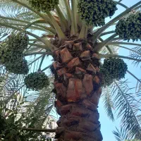 بریدن نخل قطع درخت درآوردن ریش سمپاشی هرس نخل