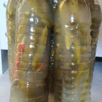 خیارشور خونگی تازه