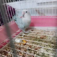 گمشده