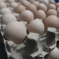 تخم مرغ / نتفه دار محلی / تازه و سالم