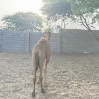 کره نر مخصوص پروار