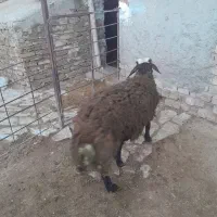 بره نر|حیوانات مزرعه|سردرود, |دیوار