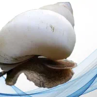 حلزون آلبینوفقط3هزار