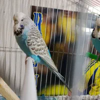 مرغ عشق