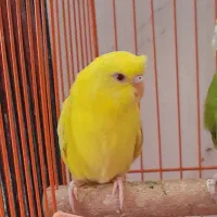 یک جفت مرغ عشق انگلیسی