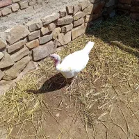 سلام بوقلمون ماده فروشی