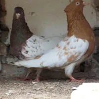 کبوتر رنگی