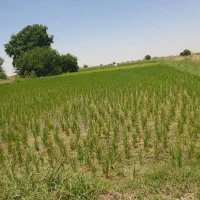 زمین-کشاورزی