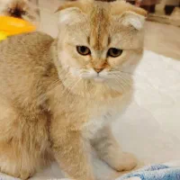 اسکاتیش ماده ny11