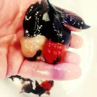 بچه ماهی گلدفیش خاص پاندا