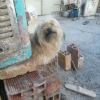 معاوضه کبوتر رنگی