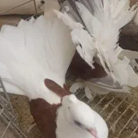 کبوتر دم چتری آمریکایی
