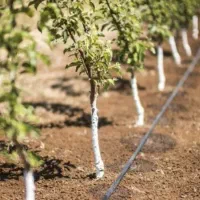 طراحی و اجرای آبیاری قطره ای و بارانی