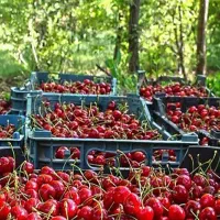 کارگر گیلاس چین هستم آماده بکار