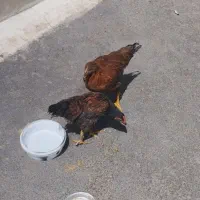 دوعددجوجه محلی پنج ماهه