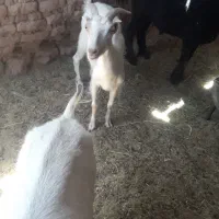 بز بره نر