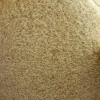 برنج چمپا زیر قیمت