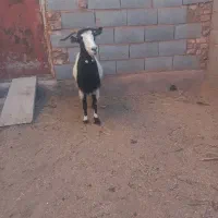 فروش بز گوشتی چاق