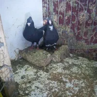 کفتر|پرنده|رفسنجان, |دیوار