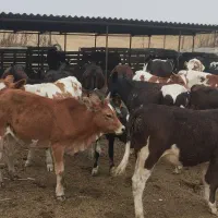 گوساله