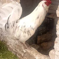 مرغو خروس