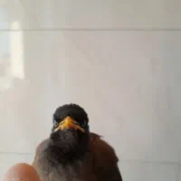 مرغ مینا افغانی اصل فکر کنم دو کلمه هم صحبت میکنه