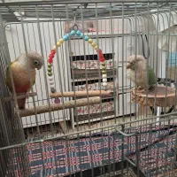 گرینچیک نر و ماده