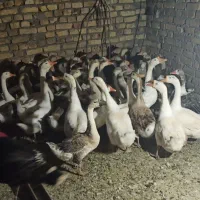 غاز / اردک مسکویی/ اردک پروازی / جوجه بوقلمون