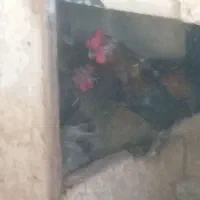 مرغ و خروس محلی تخم گذار