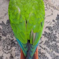 گرینچیک کوچولو با مزه