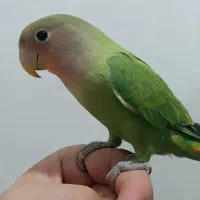 کوتوله عروس گرینچیک