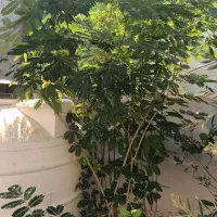 فروش نهال سایه