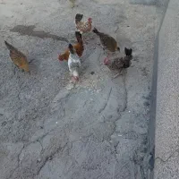 جوجه  بومی  برای کشت