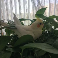عروس هلندی ماده