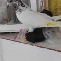 کبوتر