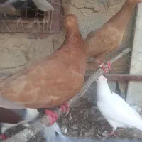کبوتر پرشی رنگی
