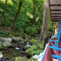 شب مانی در جنگل های گشت رودخان