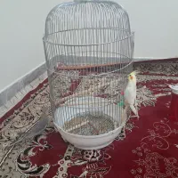 عروس هلندی