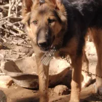 سگ جرمن ماده