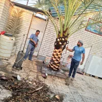 بریدن نخل قطع درخت هرس نخل سمپاشی نخل