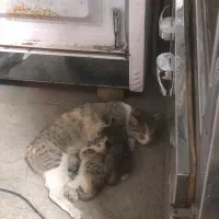 واگذاری گربه مادر با ۴توله