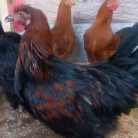 مرغ و خروس