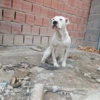 واگذار داگو آرژانتینی ماده