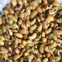 بذر لوبیا روغنی