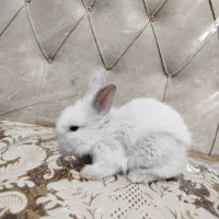 خرگوش