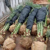 صارد شم النسیم نخل خرما برحی ارسال مستقیم للحین