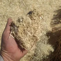 کاه گندم فریدن