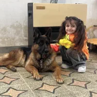 دامپزشک سگ ،گربه و اسب