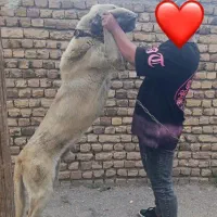 واگذاری سگ پژدر اصیل